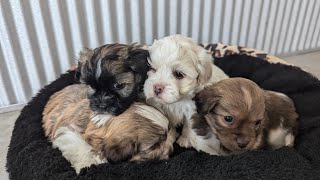 AKC Havanese [upl. by Lynde]