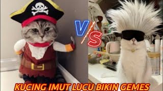 LUCU BANGET Kucingkucing gemoy dan imut ini tingkahnya bikin gemes dan buat kamu senyum😁funny cats [upl. by Heydon32]