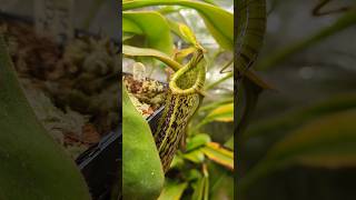 Nepenthes platychila x vogelii [upl. by Eachelle91]