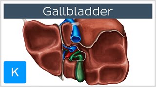 Gallbladder  Definition Function amp Location  Human Anatomy  Kenhub [upl. by Amek]