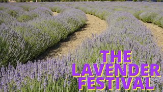 Lavender Festival 2022 Cherry Valley  CA [upl. by Efal316]