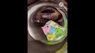 Unboxing Moriah Elizabeths Figurine cuteanimal purr catnoise kitten purrfectlyfunny catpur [upl. by Adolphe]