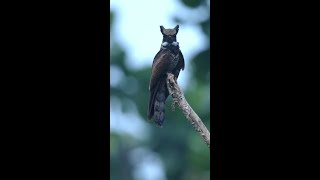 great eared nightjar call [upl. by Warrick413]