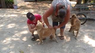 Project Steet Dogs Thailand quotVaccinaties tempelhondenquot [upl. by Rooker]