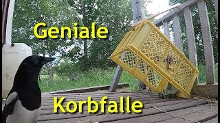 Geniale einfache Korbfalle zum Kleintierfang [upl. by Atahs]