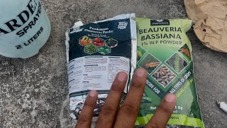 Beauveria Bassiana And Pseudomonas Fluorescens Powder  Bio Fungicide for Seeds amp Home Garden Plants [upl. by Nahallac]