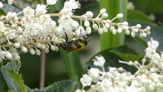 Mallota Flower Fly Nectaring フタガタハラブトハナアブ♀がリョウブに訪花吸蜜 [upl. by Ladew]