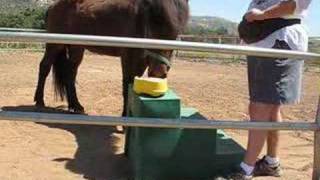 Icelandic Horse Plays Piano [upl. by Nicholas811]