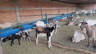 chivos cabritos🐐🐐 tamaños y el proseso de venta [upl. by Schiff]