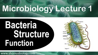 Microbiology lecture 1  Bacteria structure and function [upl. by Sualkcin389]