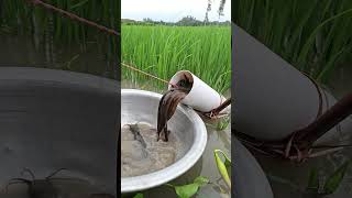 Wow Amazing Eel Fishing in Plastic Pipe shorts fishing [upl. by Ocramed]