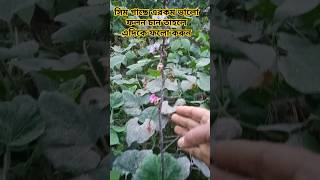 আমি সেটাই দেখাবো কোন দুটি কাজ করলে সিম গাছে ভালো ফলাফল পাবেন [upl. by Artinahs]