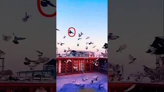 How to trap pigeon  Pigeon trap shorts [upl. by Eceinwahs]