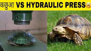 Hydraulic Press vs tortoise 🤯 shorts [upl. by Arehs]