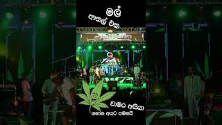 මල් මල්ලිලාට චාමර උපදේස් [upl. by Kizzee615]