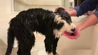 Bath time with Mr Elliot the Sheepadoodle [upl. by Adnanref]