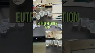 Water Pollution Eutrophication Lab [upl. by Ynffit]