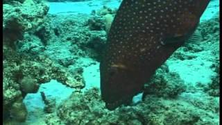 Coral grouper gesturing to a moray [upl. by Magen]