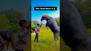 New trick Jhota ko paro par khad Krna ke 🐃🔥 2024 jhota viralvideo trendingshorts shorts video [upl. by Christie32]