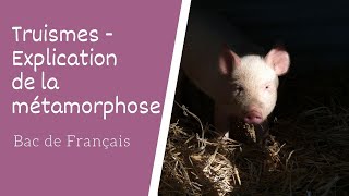 Truismes  Explication de la métamorphose [upl. by Legna]