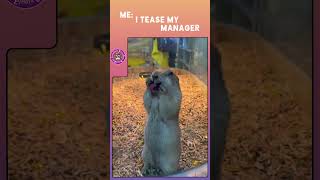 Laughter alert Watch this and try not to cry laughing 🐾🤣 l MemeTherapy AnimalAdda [upl. by Farmann597]