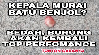 CARA MENGHILANGKAN BENJOLAN DI KEPALA MURAI BATU BERHASIL DAN BURUNG MENJADI SEHAT [upl. by Fenner]