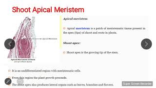 Shoot Apical Meristem [upl. by Coralyn]