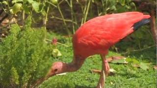 The Scarlet Ibis [upl. by Eidnew]