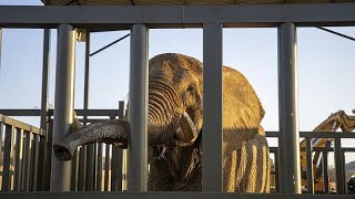 South Africas last captive elephant starts new life 200 km away from zoo [upl. by Darooge]