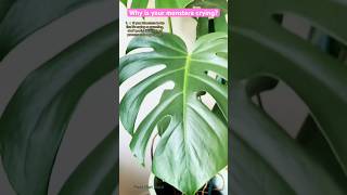 Why are there drops on my Monstera plant It’s guttation monsterplant monstera plantcaretips [upl. by Brodsky]