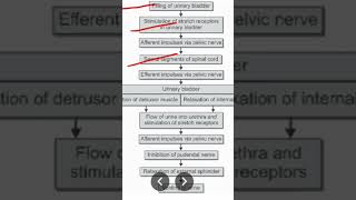 Micturition reflex [upl. by Wilt]