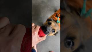 Nooo 🫣🫣put your tongue away 👌🏼❤️🐶puppy Rusty shorts shortvideo puppy dogs pets [upl. by Idnis704]