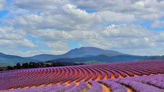 Bridestowe Lavender Farm northeast Tasmania [upl. by Neeuq]