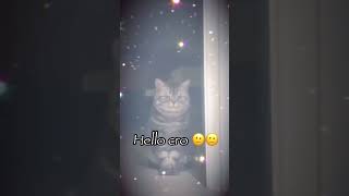 Hello cro cat funnyanimals catmeme [upl. by Trevah]