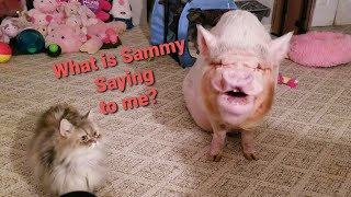 Sweet Mini Pig Turns Into The Tasmanian Devil After Midnight  Mini Pig Tantrum [upl. by Rawley]