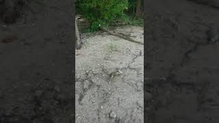 Asian Bighead Carp Carcass Along a River in Central Illinois [upl. by Nywroc193]