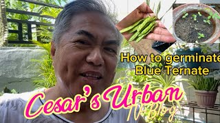 How to germinate blueternatea from seed [upl. by Sheryle]