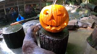 Rascally River Otters Knock Down Halloween Pumpkins [upl. by Alamac524]