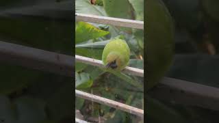 Golden fronted Leafbird🫶 birds nature beauty beautiful wildlife video subscribe [upl. by Joacima207]