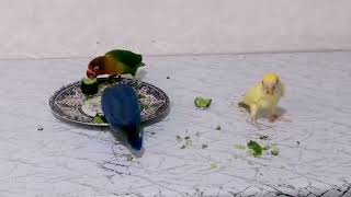 List of useful and harmful foods for parrots talking parrots [upl. by Alilahk149]