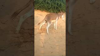 Donkeys YouTube water videos [upl. by Bourque]