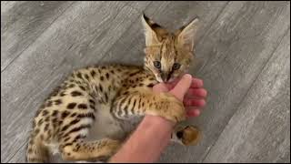 Serval Kitten Playing [upl. by Story]