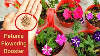 Best fertilizer for Petunia plant care of petunia plant petunia flowering booster fertilizer [upl. by Ramgad]