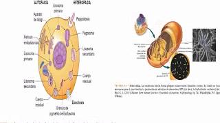 CARACTERÍSTICAS DE CÉLULAS Y TEJIDOS PARTE I [upl. by Hickey]