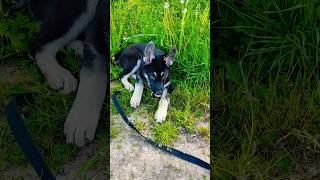 Собака  Овен Собачий гороскоп вео собака овчарка puppy овен germanshepherd гороскоп [upl. by Haimarej810]