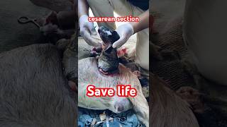 Save life 🙏 cesarean section goat savelife shortsfeed animalsshortvideo [upl. by Cosma]