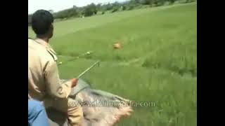 Tiger attacks man on elephant [upl. by Yolande]