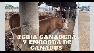 Feria y engorde de ganado vacuno [upl. by Sukram]