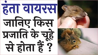 Hantavirus  हंता वायरस जानिए किस प्रजाति के चूहे से होता हैं [upl. by Clarabelle]