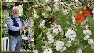 5 ARBUSTES DÉCORATIFS À FRUITS BLANCS QUI NOURRISSENT LES OISEAUX EN HIVER Le Quotidien du Jardin [upl. by Adnauqahs]